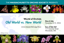 Mass Orchid Society show postcard